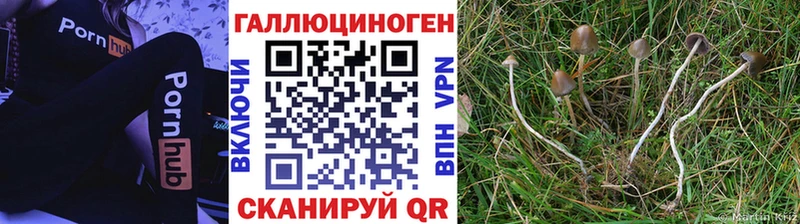 маркетплейс Telegram  MEGA как войти  Псилоцибиновые грибы Magic Shrooms  Белокуриха  где купить наркоту 